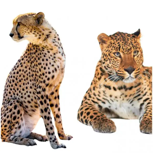 Erot gepardin ja leopardin valilla