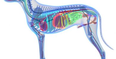 Koiran anatomia ulkoinen ja sisainen