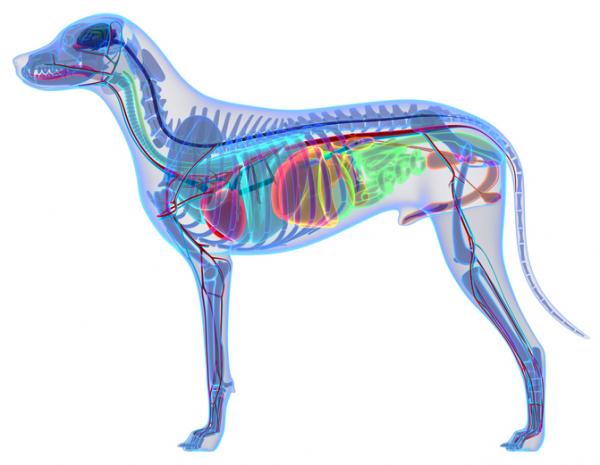 Koiran anatomia ulkoinen ja sisainen