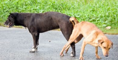 Kuinka erottaa kaksi koukussa olevaa koiraa