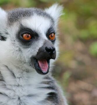 Lemurin elinymparisto