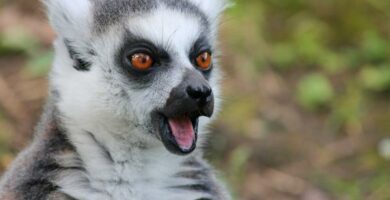 Lemurin elinymparisto