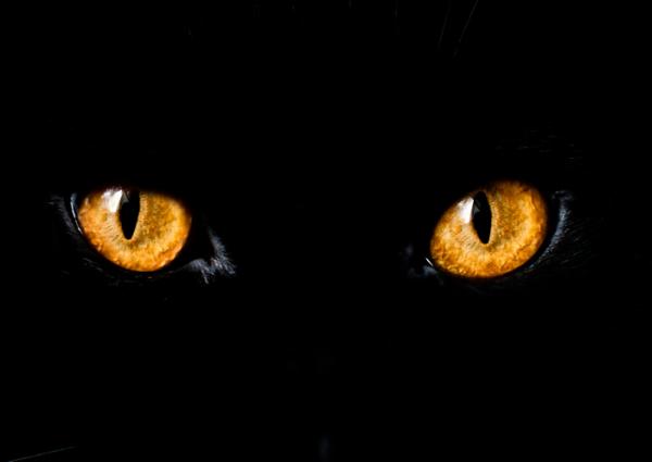Miksi kissan silmat hehkuvat pimeassa