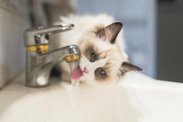 Miksi kissat juovat vesijohtovetta
