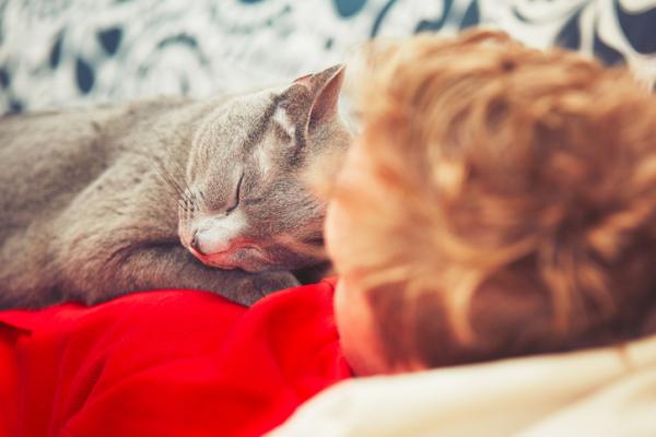 Miksi kissat nukkuvat mielellaan ihmisten paalla