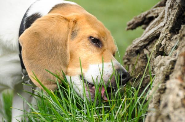Miksi koirat syovat ruohoa