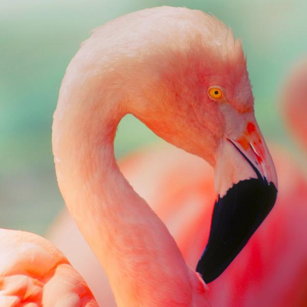 Missa flamingot asuvat Espanjassa