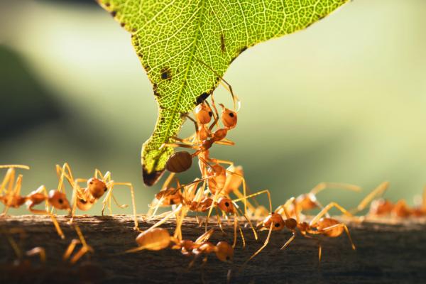 Miten muurahaiset kommunikoivat