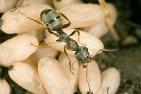 Miten muurahaiset syntyvat