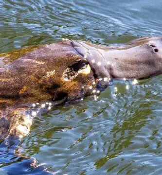 Platypus Ominaisuudet ja elinymparisto