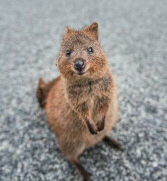 Quokka Ominaisuudet elinymparisto ja suojelun taso