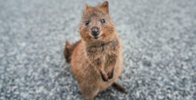 Quokka Ominaisuudet elinymparisto ja suojelun taso