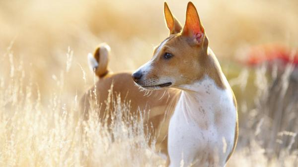 Tieteellisten tutkimusten mukaan 18 maailman vanhinta koirarotua