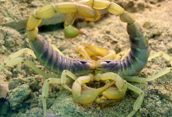 Miten skorpionit lisääntyvät?  - Skorpionien tai skorpionien paritusrituaalit
