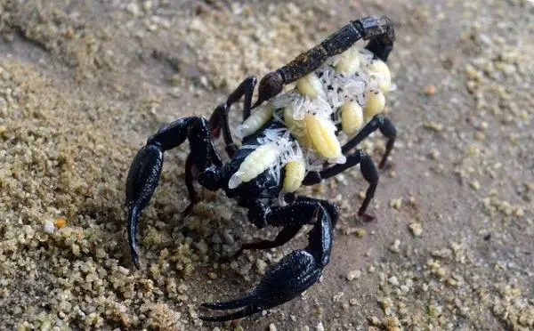 Miten skorpionit lisääntyvät?  - Ovatko skorpionit munasoluja vai eläviä?