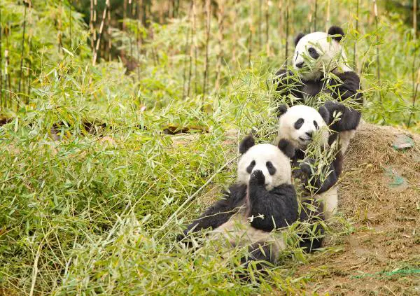 Kaikki pandakarhujen elinympäristöstä - Millainen pandakarhun elinympäristö on?
