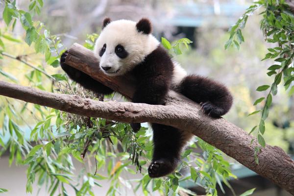 Kaikki Panda Bear Habitatista - Sichuanin luonnonsuojelualueet 