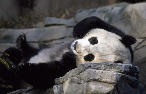 Kaikki pandakarhujen elinympäristöstä - Panda, uhanalainen laji