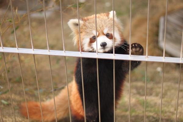 Uteliaisuutta punaisesta pesukarhusta - Lisää faktoja pienemmästä pandasta