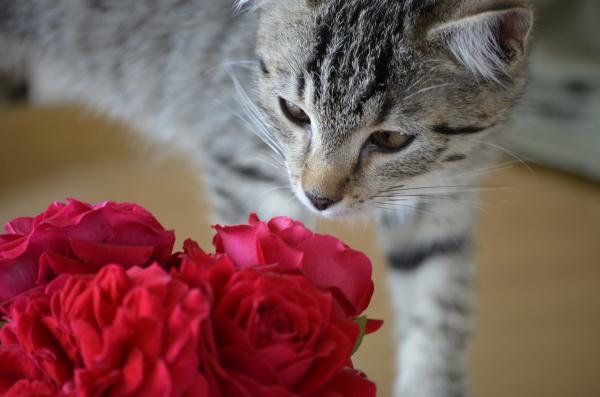 10 tuoksua, jotka houkuttelevat kissoja - Kukkatuoksut