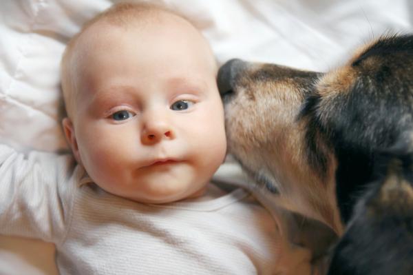 Vauvan esittely koiralle oikein - Rauhallinen ja positiivinen esittely