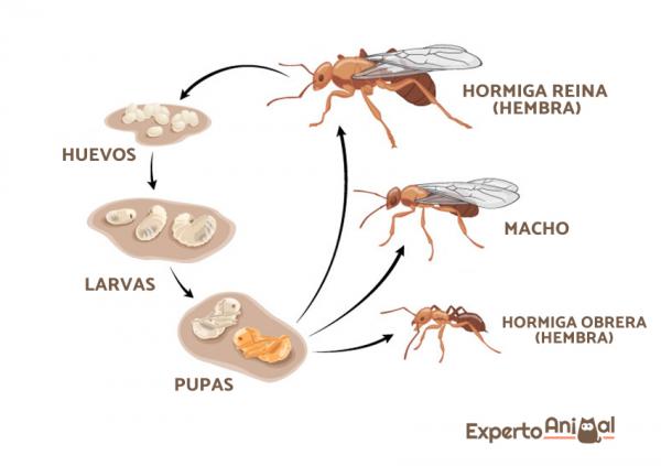 Miten muurahaiset lisääntyvät?  - Muurahaisten eusokunta