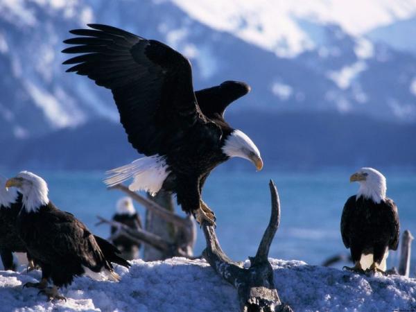 10 uskollisinta eläintä kumppanilleen - Bald Eagle