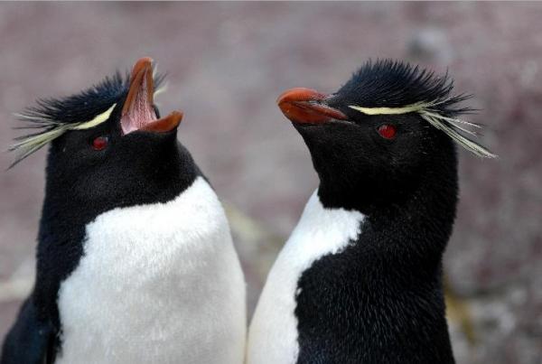 Kymmenen uskollisinta eläintä kumppanilleen - Rockhopper-pingviini
