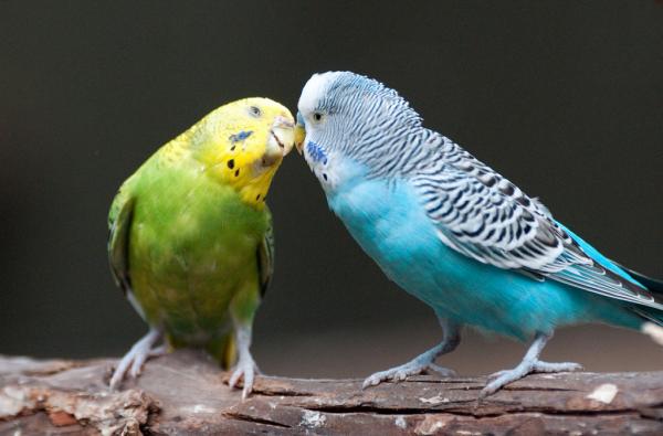 10 uskollisinta eläintä kumppanilleen - Papukaija