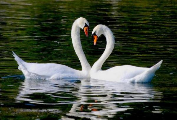 10 uskollisinta eläintä kumppanilleen - Swan
