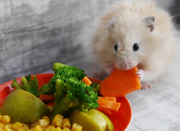 Hamster Trivia - 7. Hamsterit pitävät monipuolisesta ruokavaliosta