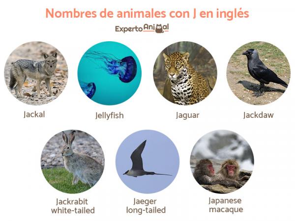 Eläinten nimet J:llä espanjaksi ja englanniksi - Eläinten nimet J:llä englanniksi