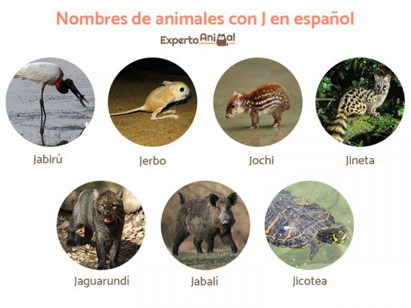 Eläinten nimet, joissa on J espanjaksi ja englanniksi - Eläinten nimet, joissa on J espanjaksi