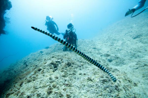 Maailman 5 vaarallisinta merieläintä - Merikäärme