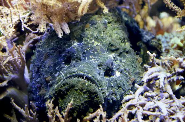 Maailman 5 vaarallisinta merieläintä - Stonefish