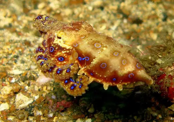 Maailman 5 vaarallisinta merieläintä - Sinirengas mustekala