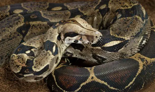 10 suurinta käärmettä maailmassa - 4. Boa constrictor
