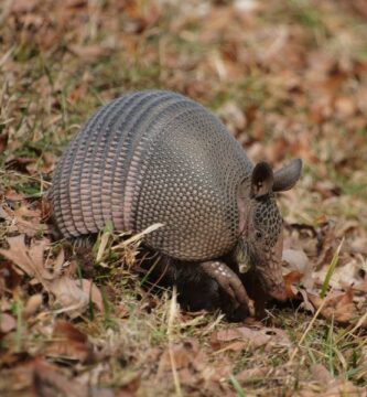 Missa jattilainen armadillo asuu