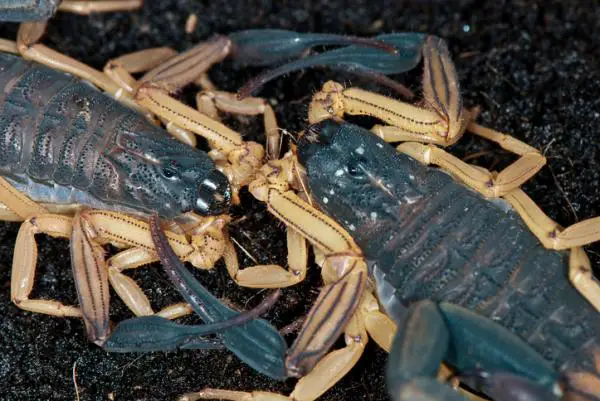 Miten skorpionit lisaantyvat