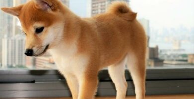 Shiba inu varit